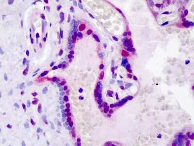 Immunohistochemistry-Paraffin: LEO1 [p Ser10] Antibody [NBP1-72018] - Analysis of anti-LEO1 antibody with human placenta at concentration 5 ug/ml.